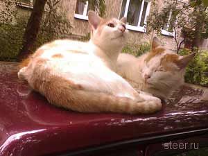 кошки на машине известная проблема