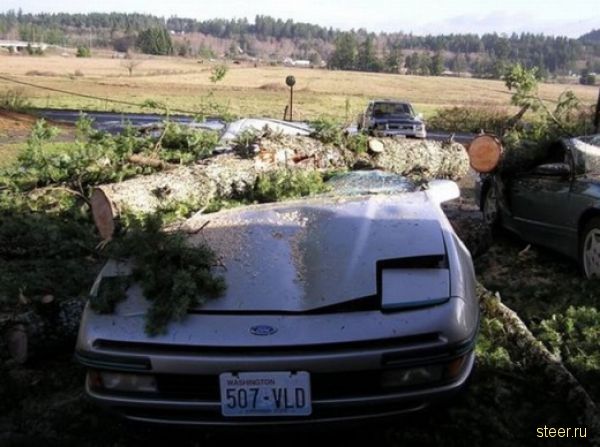 Одним деревом разбило все машины (фото)