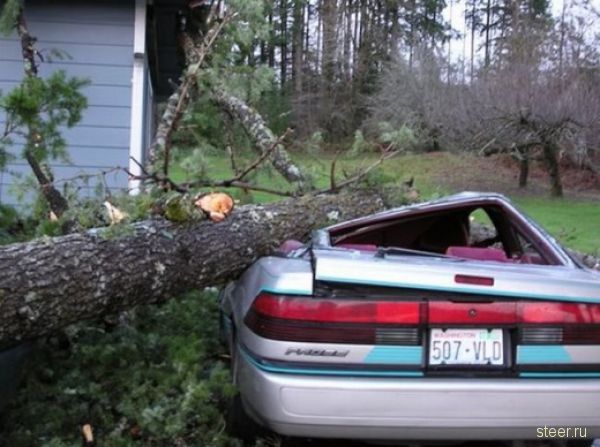 Одним деревом разбило все машины (фото)