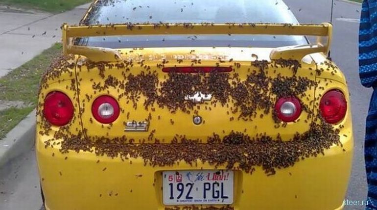 Chevrolet Cobalt SS облюбовали пчелы (фото)