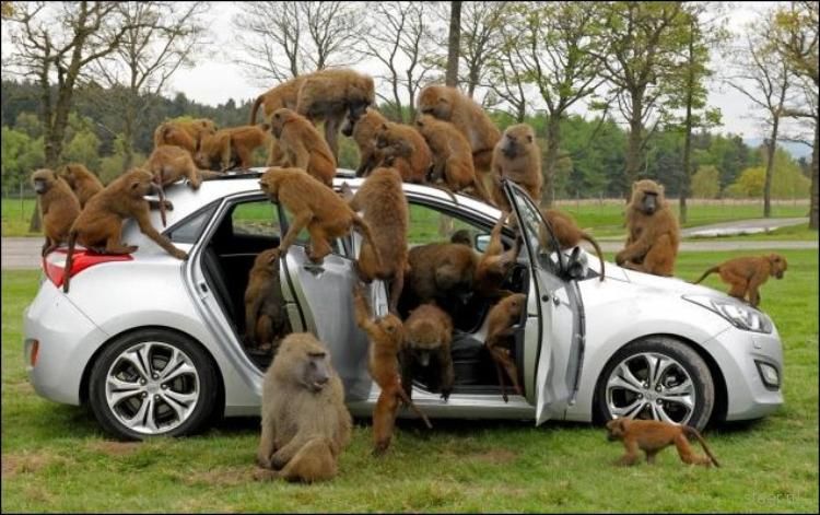 40 бабуинов проверили на прочность семейный хэтчбек Hyundai (фото)