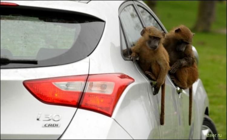 40 бабуинов проверили на прочность семейный хэтчбек Hyundai (фото)
