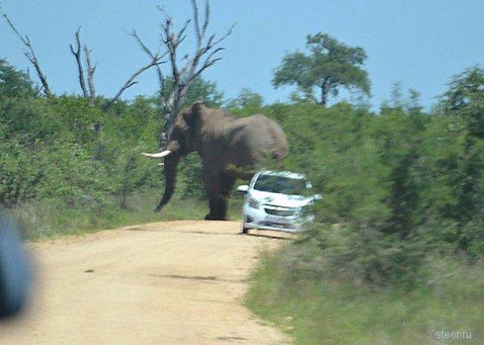 Слон напал на автомобиль в Южной Африке
