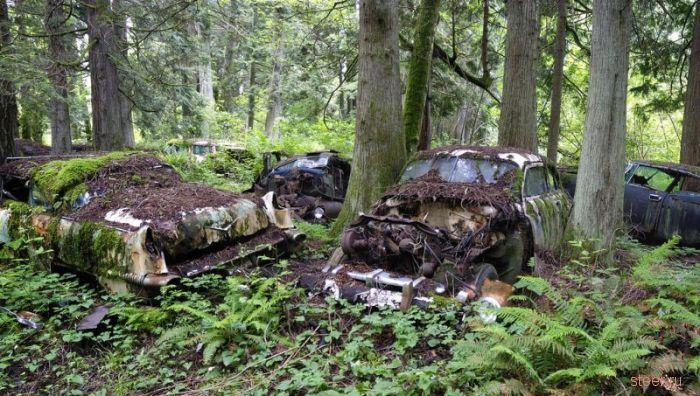 Автомобильное кладбище в лесу