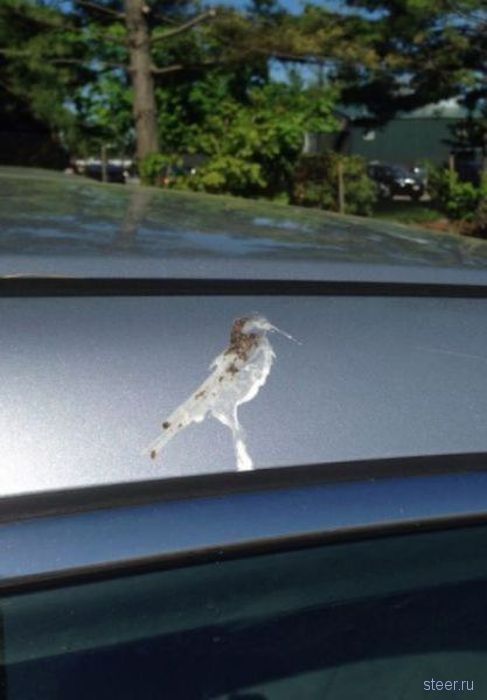 Автоюмор