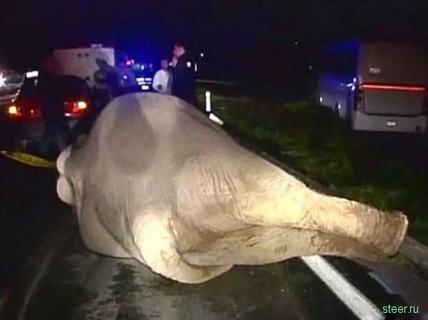слон погиб в ДТП