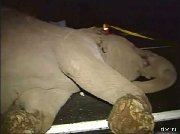 слон погиб в ДТП