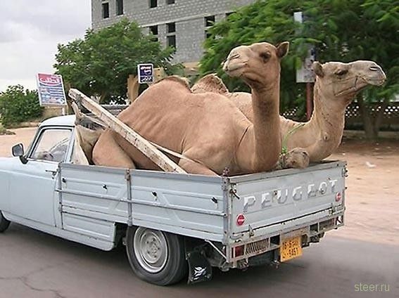 авто юмор