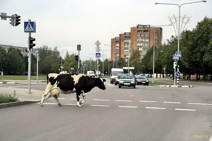 авто юмор